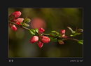 Japanese quince